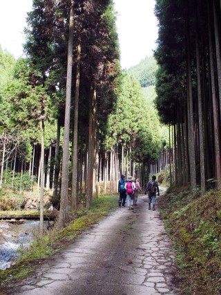 高雄から愛宕山へのコースは北山杉の林を抜ける林道コース