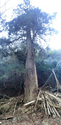 参道の下で「何とか生き残った」大木、根元に崩れてきた土砂と竹などがかかっている。
