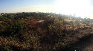 【秋のサバンナ】淀川河川敷の美しい情景