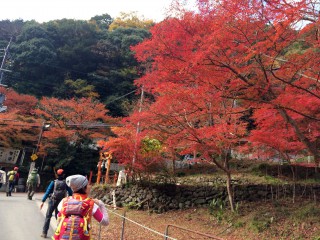 【愛宕山 参道入り口】圧巻の紅葉、清滝川沿いもスゴイ。