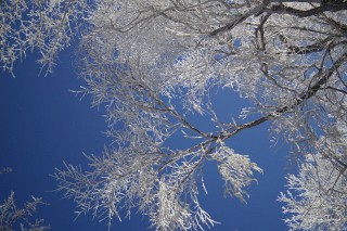【樹氷】樹氷は有名(mixiでヤマネコさんがレポートしてくれた写真です)