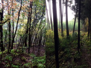 【道が無くなる】左の写真、よく見るとテープが張られています/右は「道が無くなった」先に見えていた「造営林」、人間の手の入った場所ですから少し強引にここまで降りて行きました。北欧のような不思議な景色が広がりました。