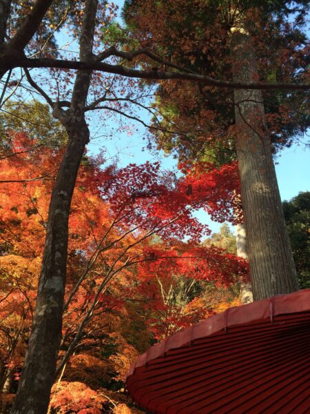週末の超初心者向け京都トレッキング「嵐山=高尾=清滝」