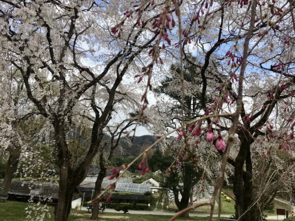 「春来たる」令和二年 桜 大阪市立大付属植物園